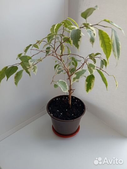 Комнатные цветы