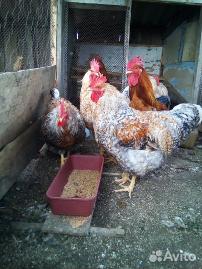 Петухи.Белефейдер