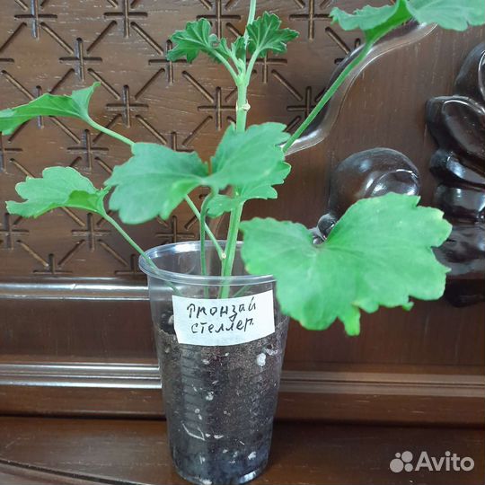 Пеларгония герань