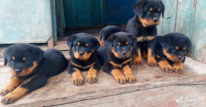 Щенки ротвейлера