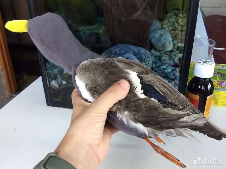 Потаска с крыльями птицы, игрушка для собаки