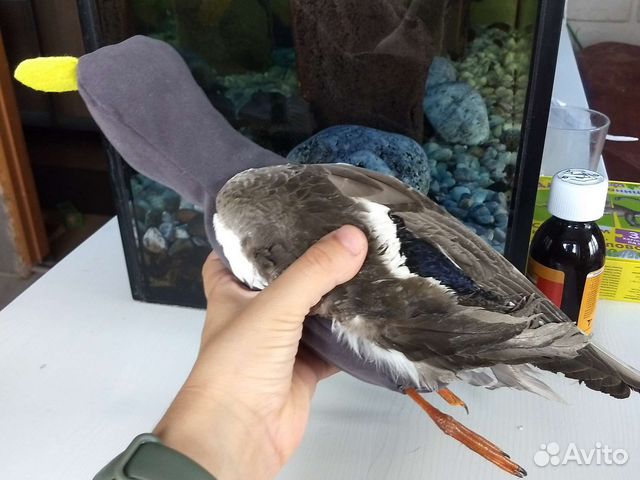 Потаска с крыльями птицы, игрушка для собаки