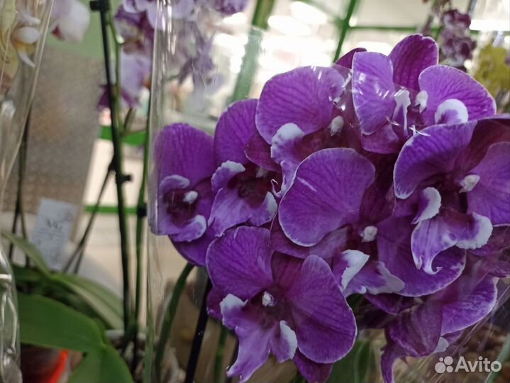 Орхидея мишка