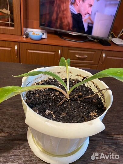 Хлорофитум оранжевый