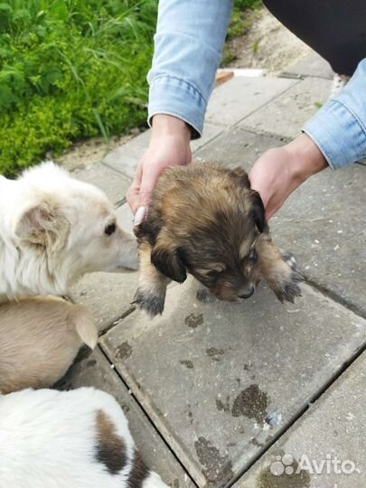 Щенки в добрые руки