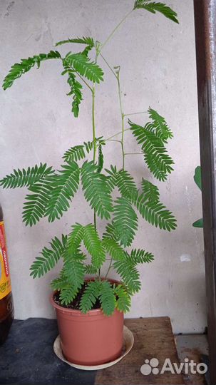 Мимоза стыдливая