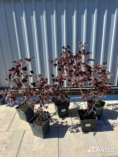 Пузыреплодник калинолистный Center Glow