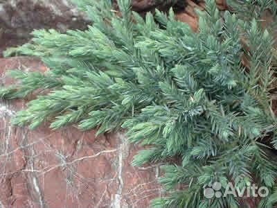 Можжевельник чешуйчатый Блю Карпет
