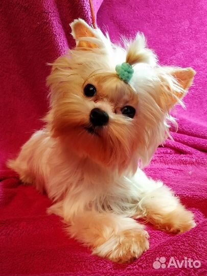 Маленький гномик