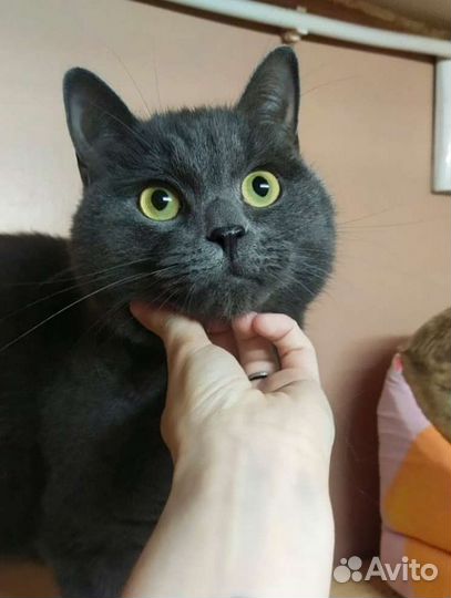 Тимофей британец ищет добрые руки