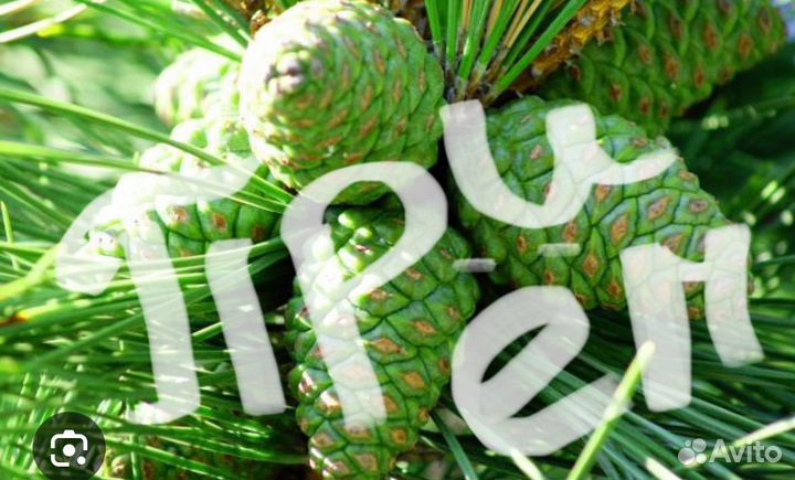 Шишка зеленая сосновая