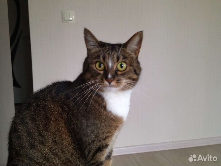 Кошка с приданным