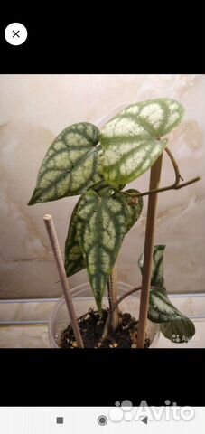 Филодендрон Дарк Лорд