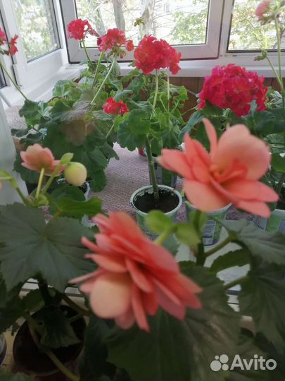 Комнатные цветы Бегония