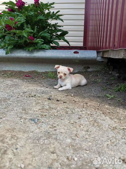 Щенки чихуахуа