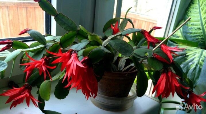 Рипсалидопсис красный рождественник декабрист