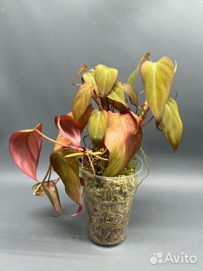 Филодендроны 5