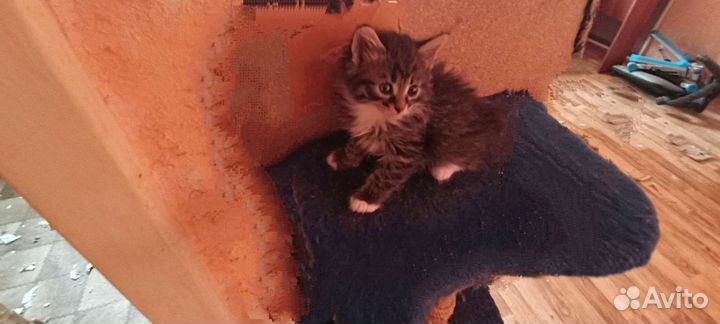 Котята Сибирские