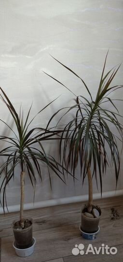 Драцена маргината