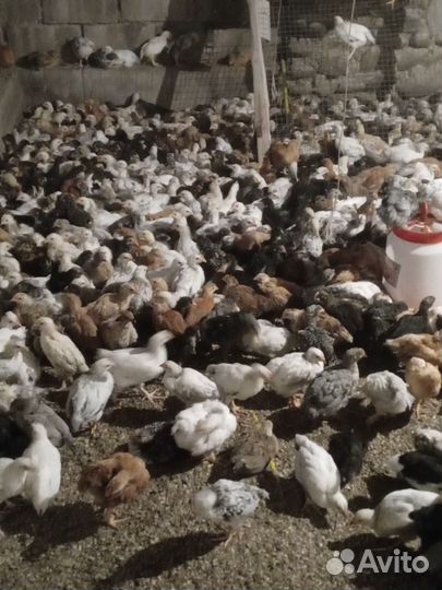 Цыплята несушки