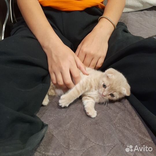 Шотландская вислоухая кошка бесплатно