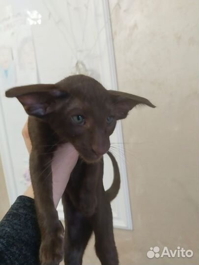 Ориентальные котята