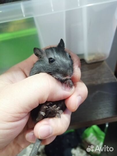 Мышь песчанка