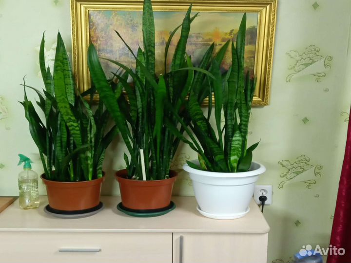 Сансевиерия