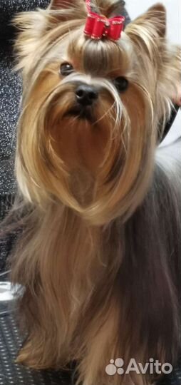 Йоркширский терьер щенки