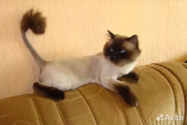 Стрижка кошек на дому