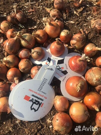 Лук репчатый оптом и Арбуз
