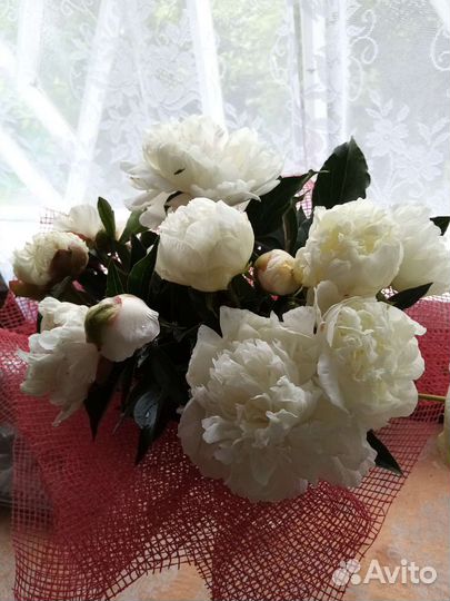 Пионы