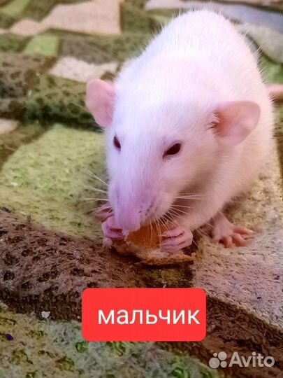 Декоративная крыса дамбо