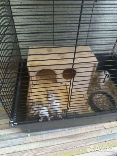 Крысята дамбо