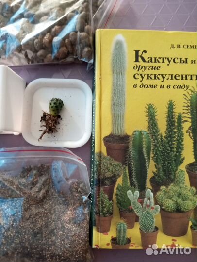 Набор для выращивания кактуса,ребуция рауша,книга