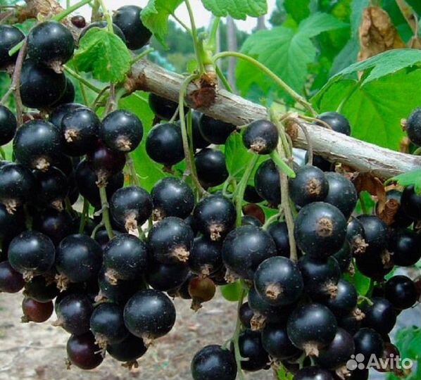 Рассада смородины сорта Черный бумер