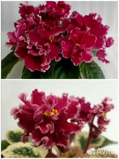 Детки сортовых фиалок