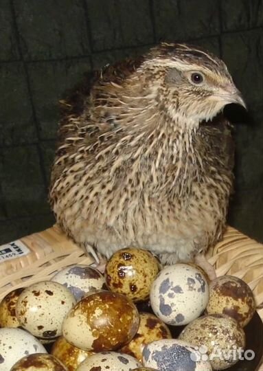 Перепела и яйцо инкубационное