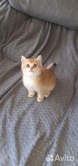 Котенок золотая шиншилла