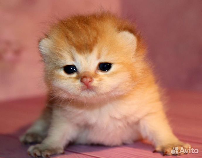 Мальчики золотые британские шиншиллы