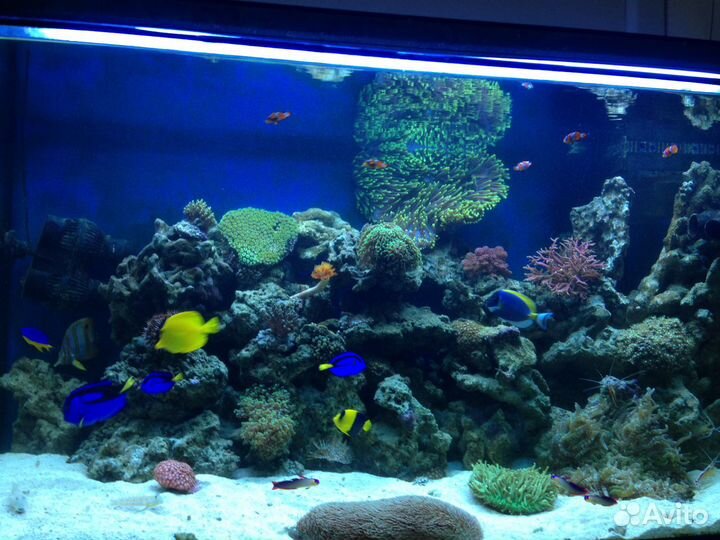 500 литров Моря в офис