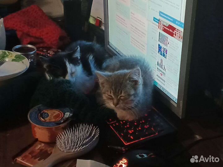 Отдаю котят бесплатно