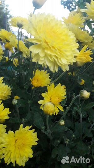 Хризантема