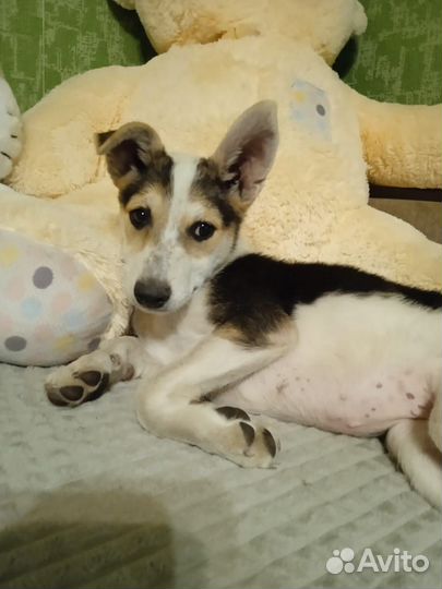 Щенки охранные
