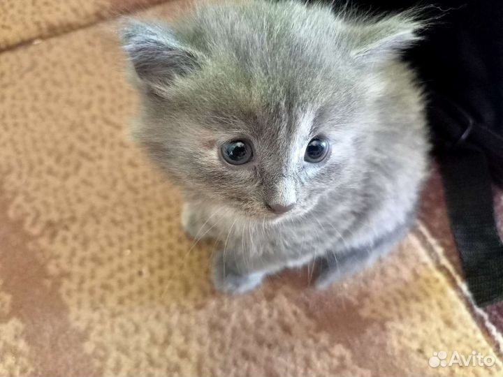 Кошка