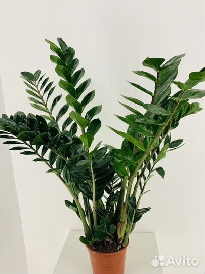 Замиокулькас D21 см H110 Долларовое дерево