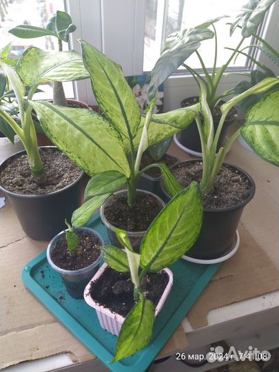 Диффенбахия