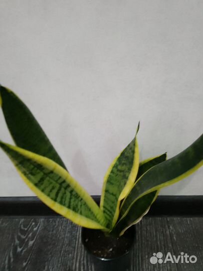 Сансевиерия футура суперба и ханни грин