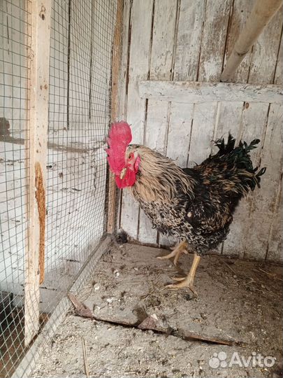 Куры петухи
