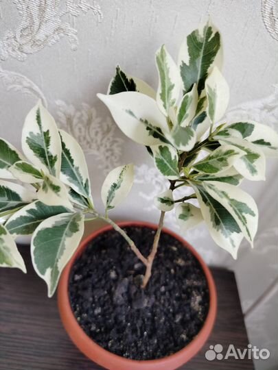 Фикус Ретуза гавайская. Бронь